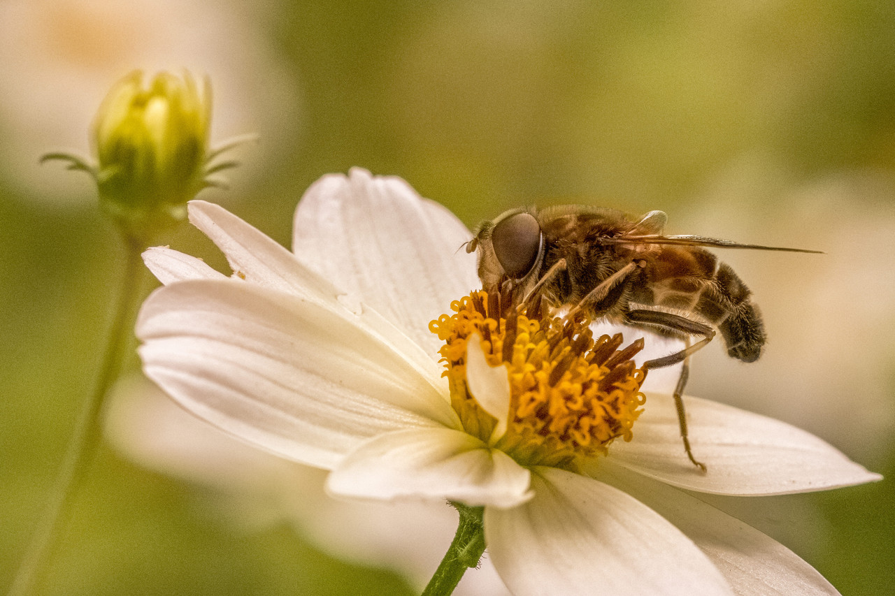 Animation Abeilles et Pollinisation Photo 2 L 1