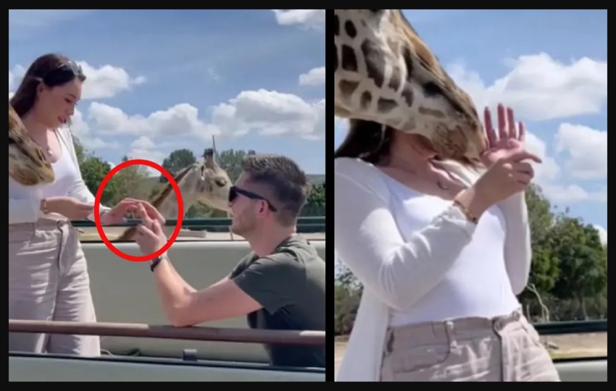Jirafa interrumpió la propuesta de matrimonio, dicen es una señal ¿será?
