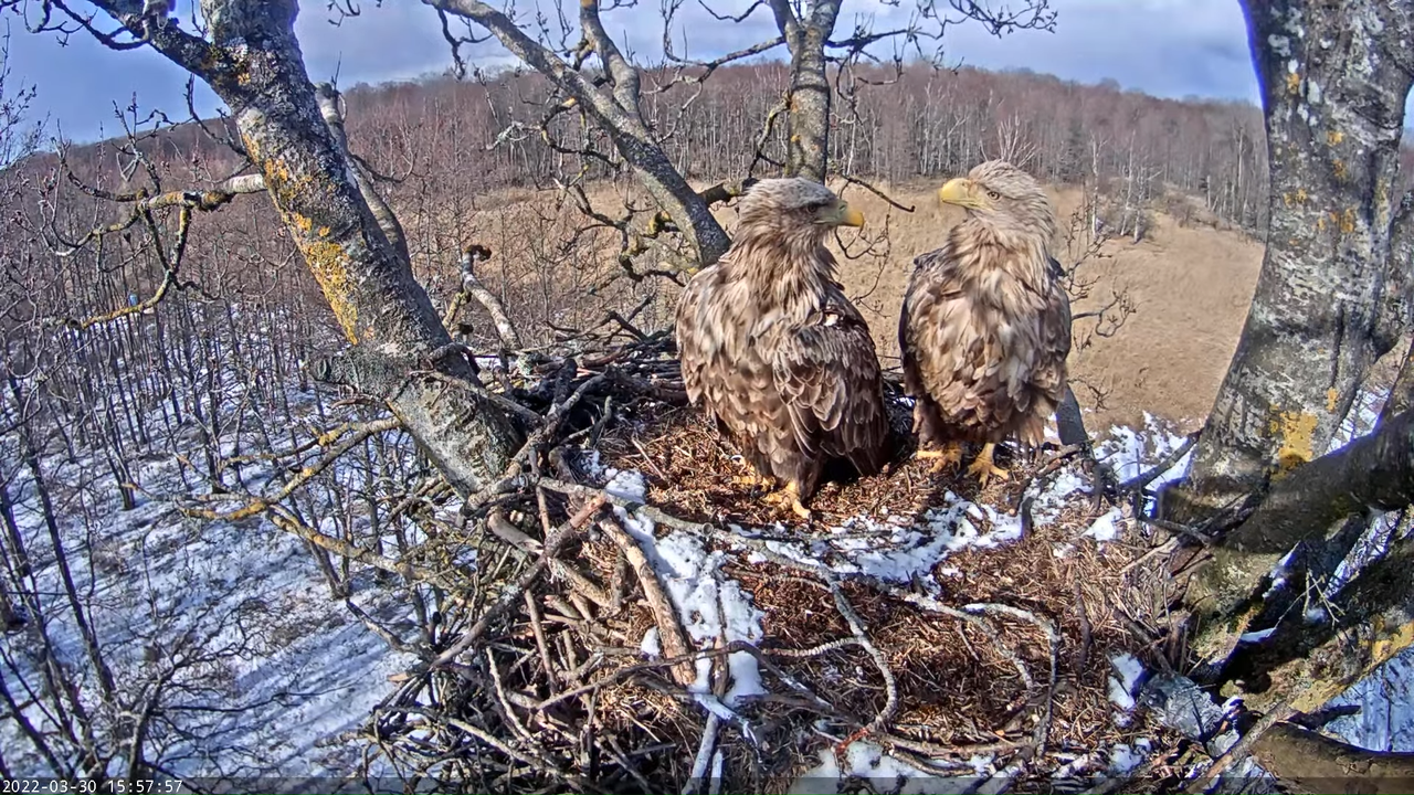 Merikotkas__Haliaeëtus albicilla 11-4-36 screenshot