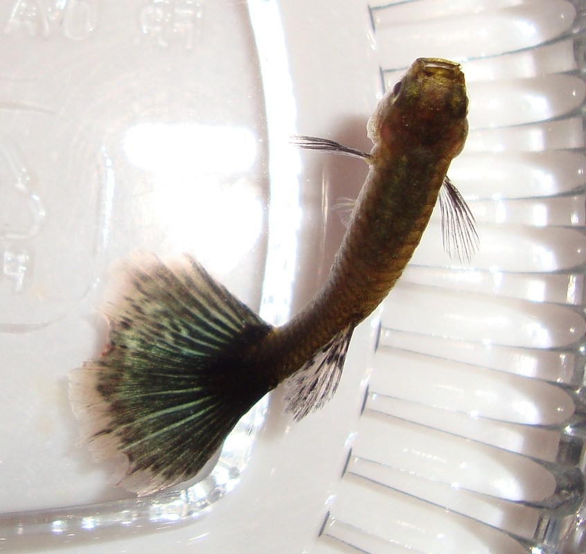 Ventre incavato e corrosione pinne in un guppy (1)