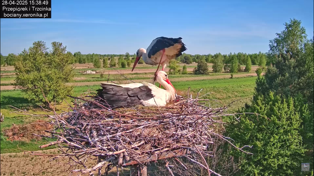 28042025bociany_0