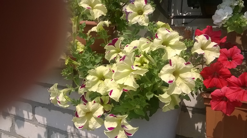 WP_20150621_11_52_59_Pro