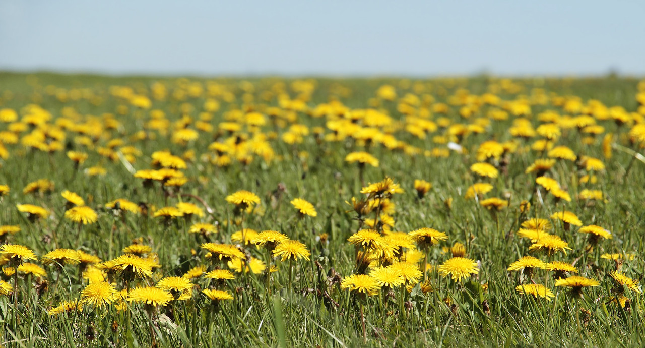 dandelion-3382663-1920.jpg