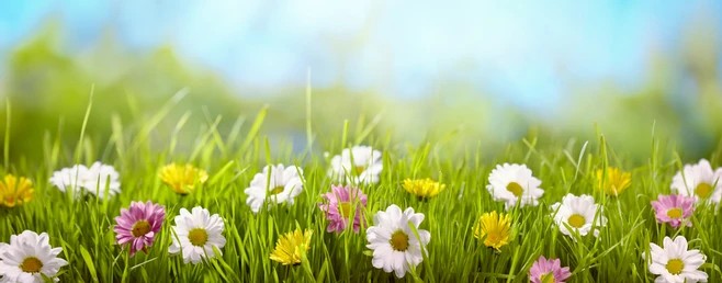 spring-flower-meadowspring-nature-background-260nw-563338933