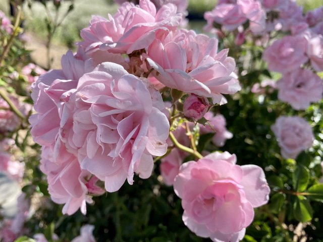 [Image: A577-BB7-A-26-CA-4-C43-A2-F3-F2-CB621159-B0.jpg]