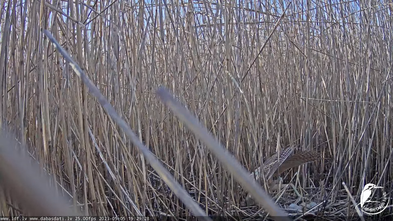 Lielais dumpis (Botaurus stellaris) Engurē - LDF tiešraide 9-59-13 screenshot