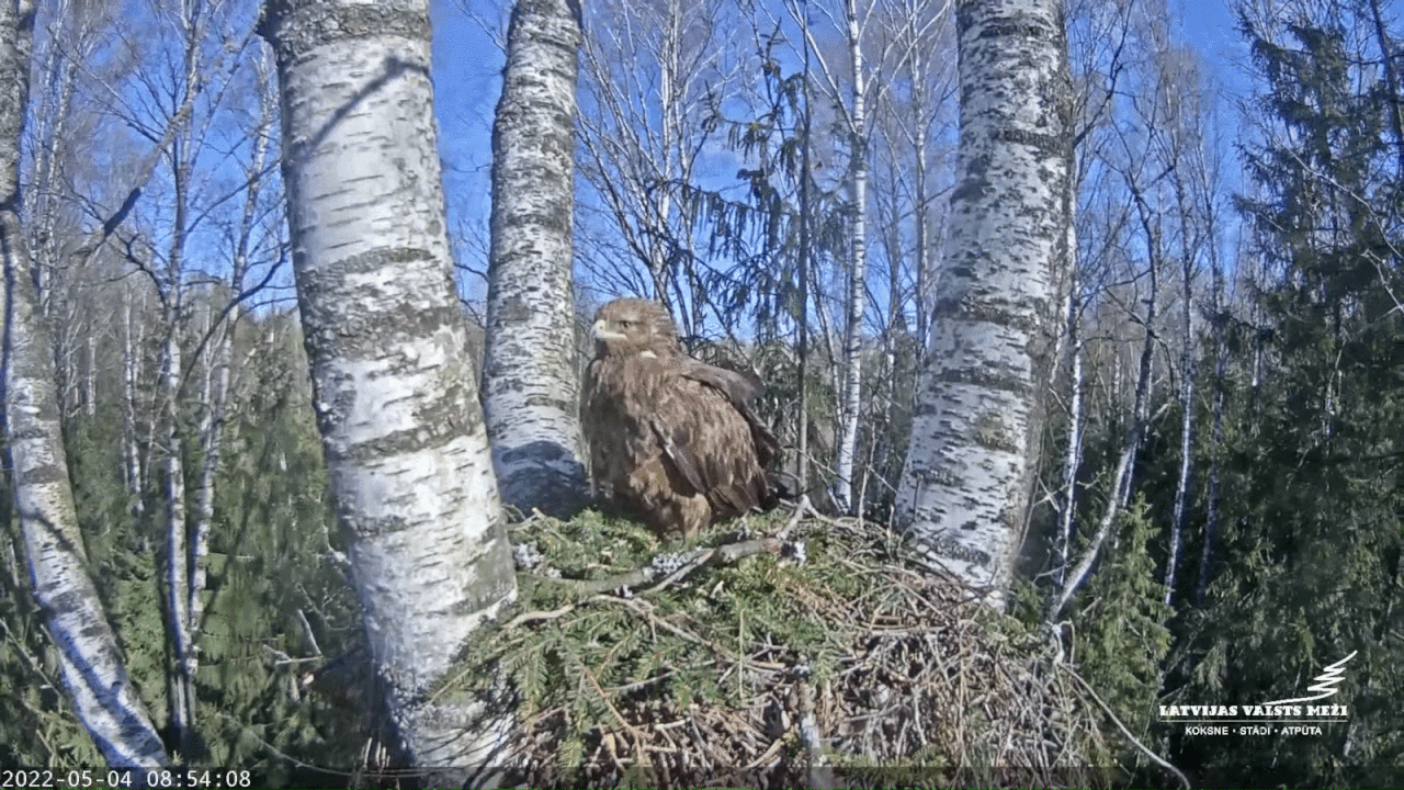 Webp.net-gifmaker (4)