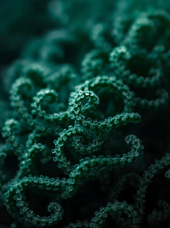 spirulina microalgae wellness support