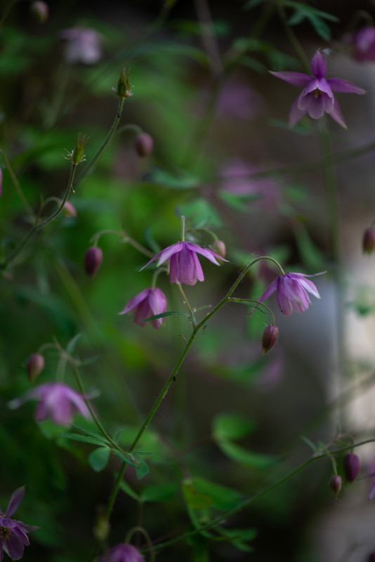 IMG-5139e15870ba311a836fc966b368a467-V