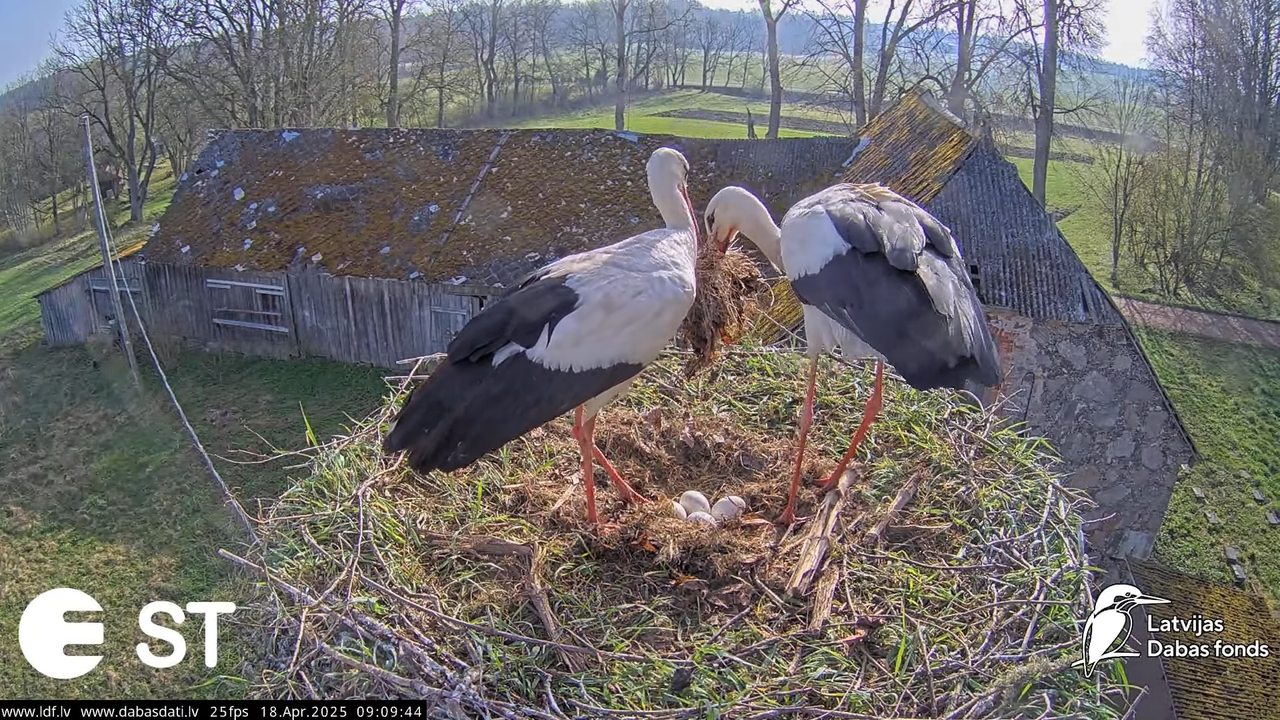 (20) Baltie stārķi (Ciconia ciconia) Tukuma novadā __ White storks in Tukums, Latvia - YouTube - 814