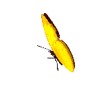 PAPILLONJAUNE
