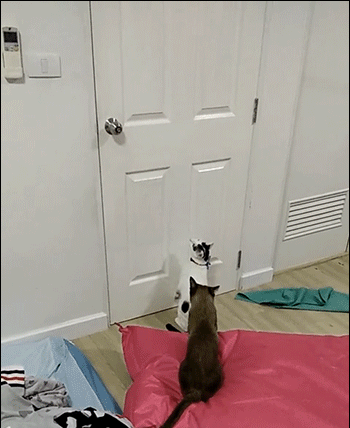 Amazing-Cat-GIF-Clever-cat-jumps-and-open-the-door-with-his-right-paw-like-a-human-ok-cats.gif