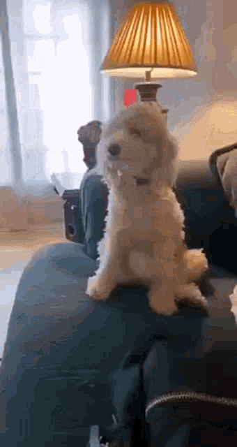 happy-dick-dog-tail.gif