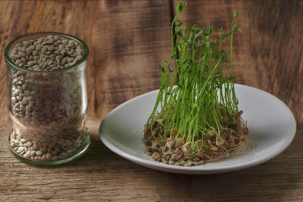 ¿Cómo se hace el fertilizante de lentejas para los árboles frutales?