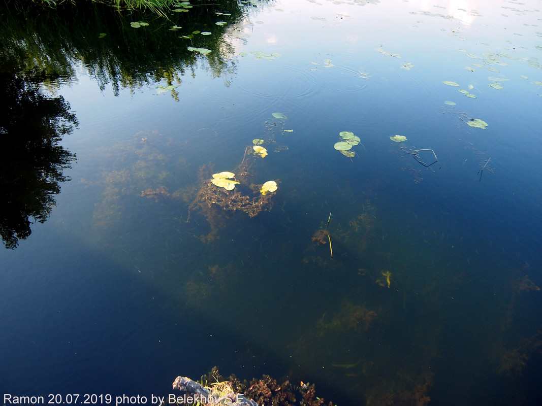 Рамонь Рамонь
