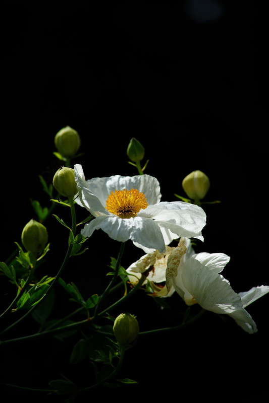 DSC00076-2.jpg