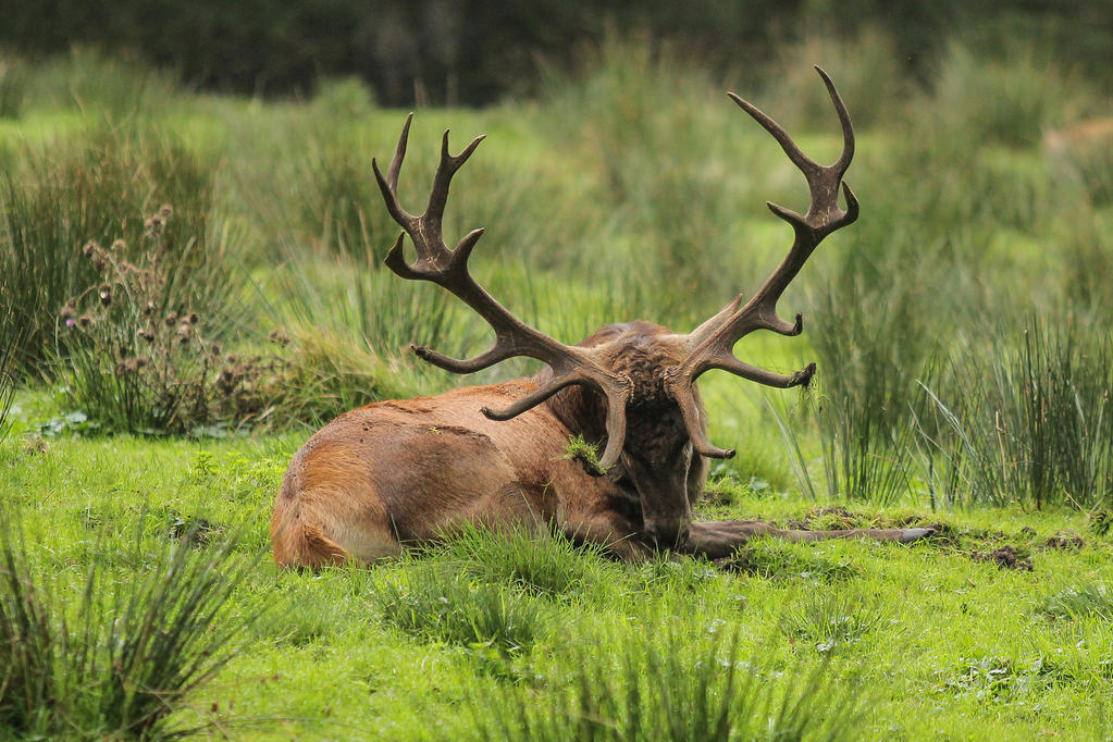 red-deer-12-by-landkeks-stock-d9gf3bq-fullview.jpg