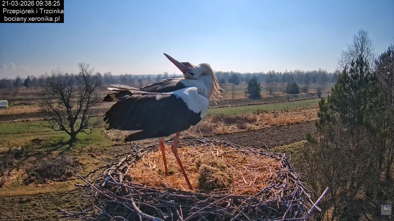 21032026bociany 18