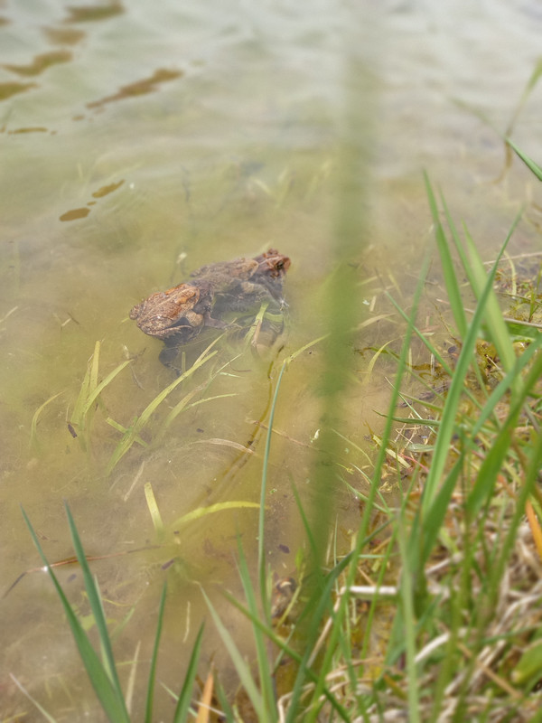 three toads mating 4:28:24