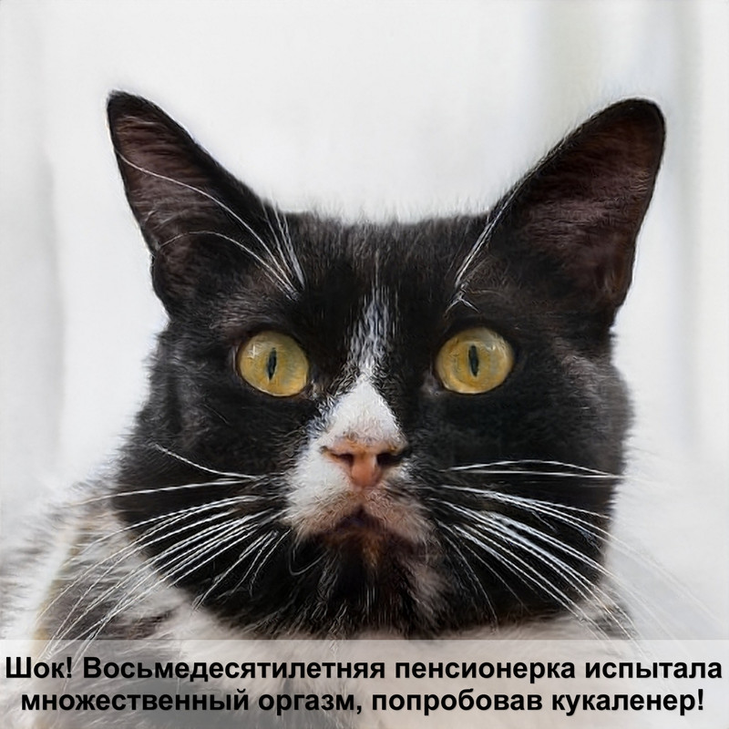 шерсть на лапах кошки