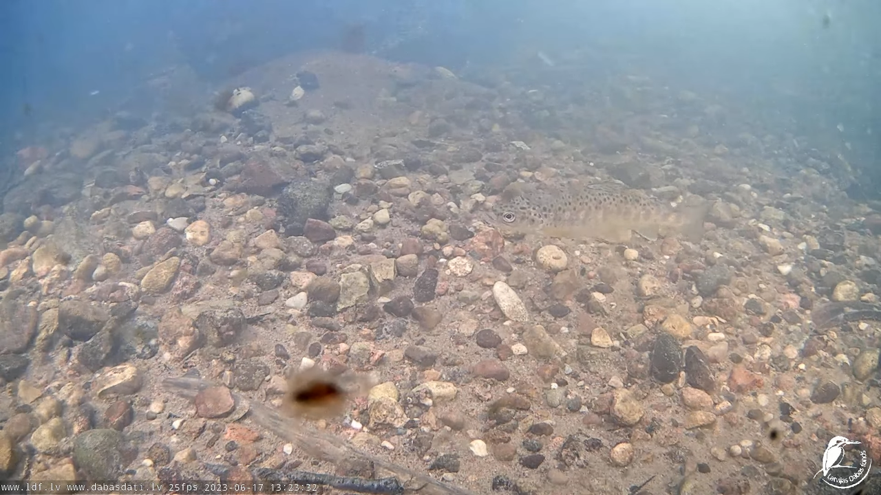 Lašveidīgās zivis Līgatnes upē pie atjaunotā zivju ceļa - LDF tiešraide 11-27-52 screenshot