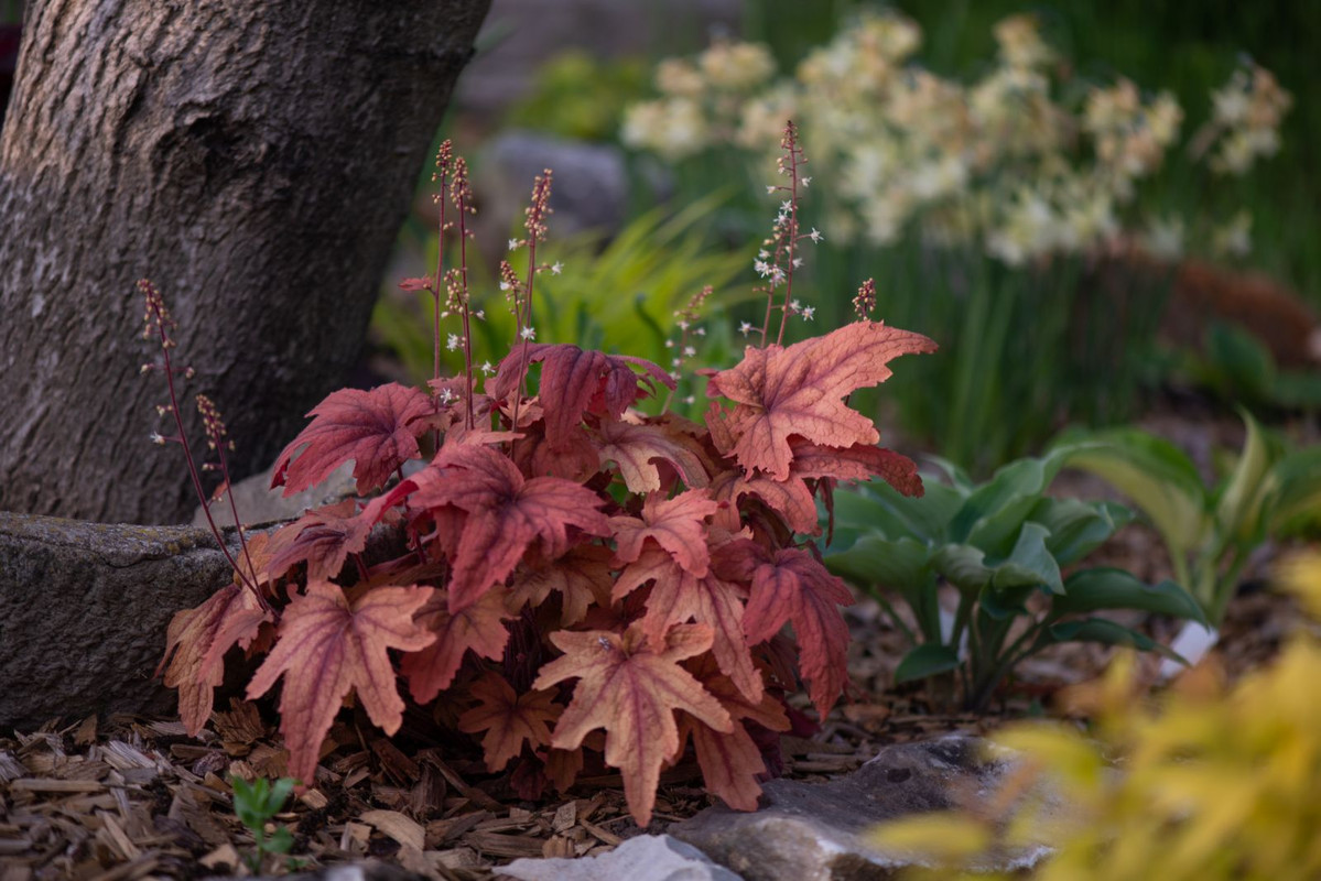IMG-18dffe3a6783ef723f2ca0c247221903-V