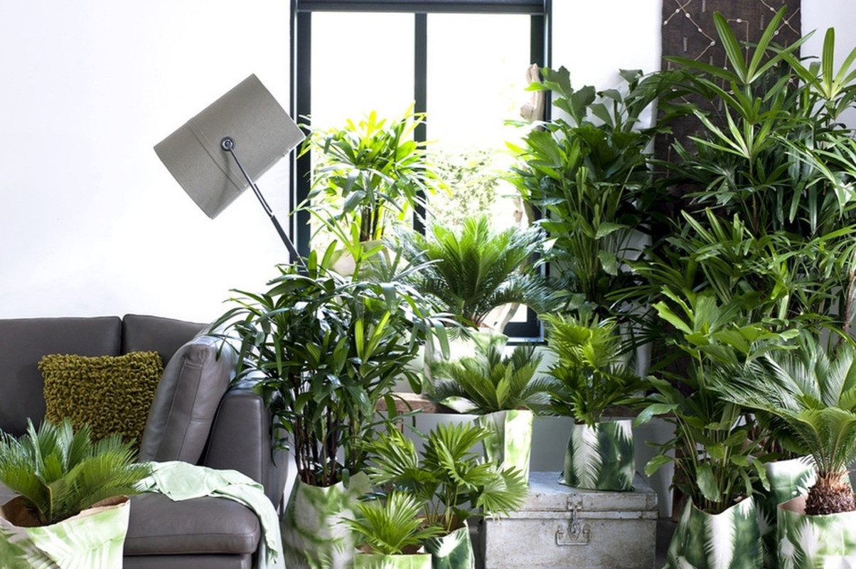 ¿Cuáles son las palmeras de interior? Conoce 5 que no deben faltarte en casa