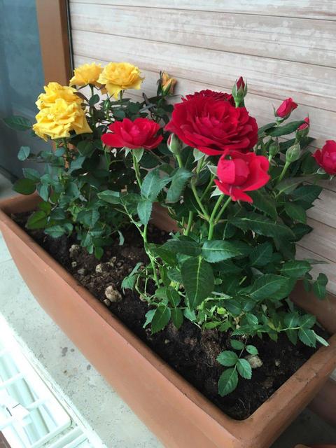 roselline-21-01.jpg