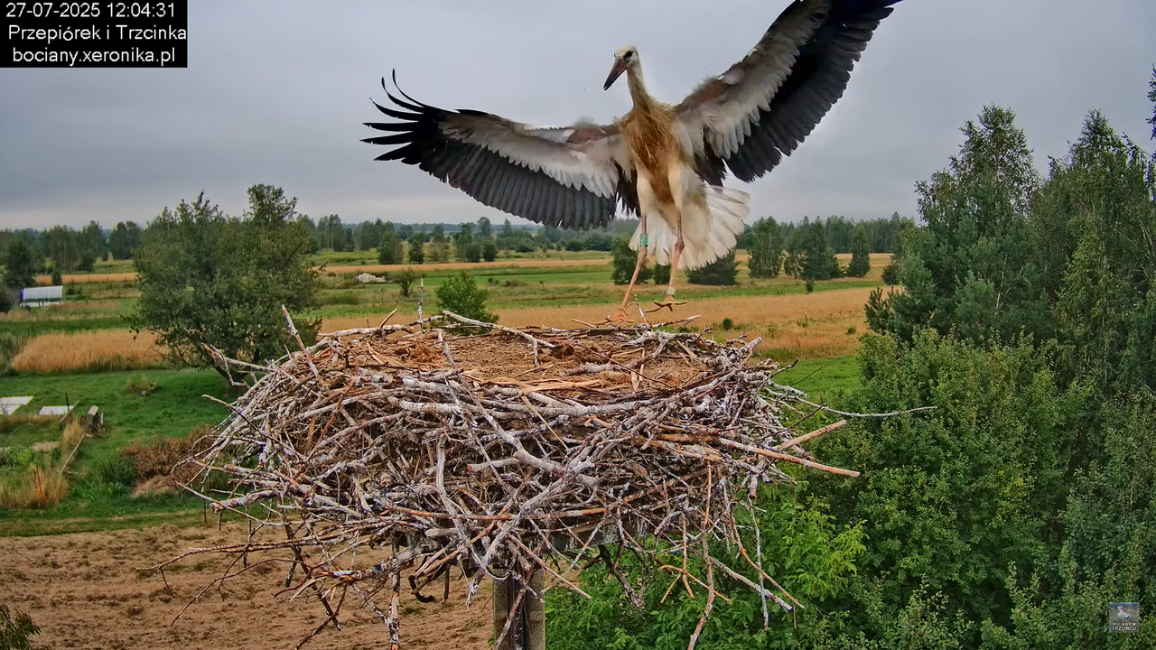 27072025bociany29