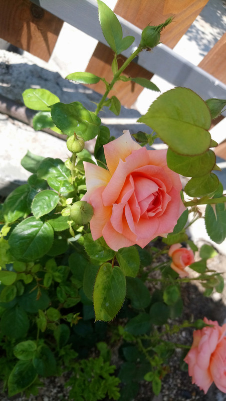 DSC_0612