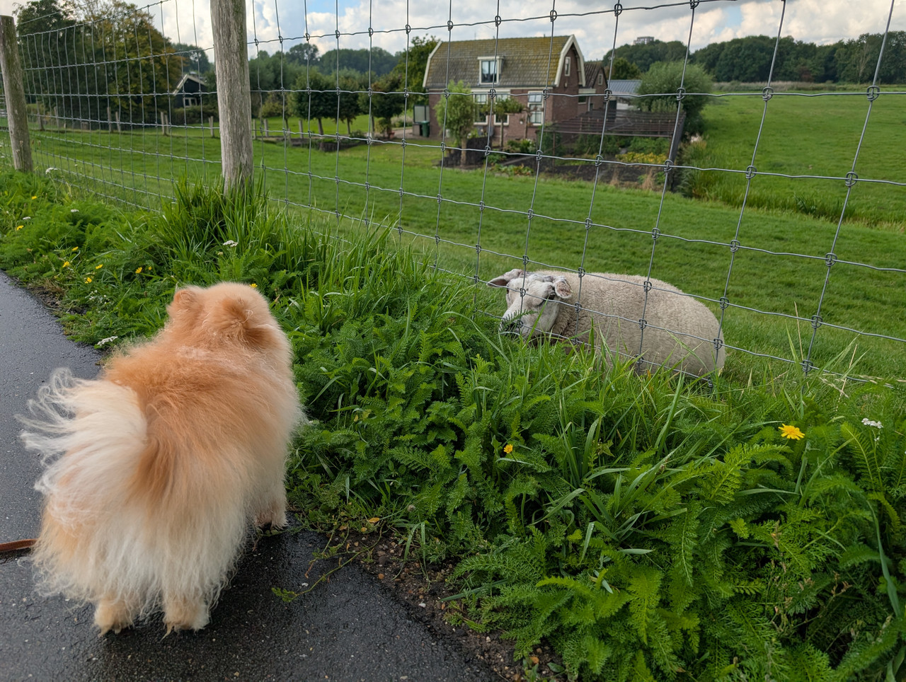 Трое в Амстердаме, не считая собаки. Переезд в Нидерланды.