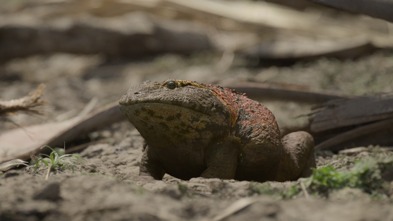 vlcsnap-2023-05-26-07h31m32s768