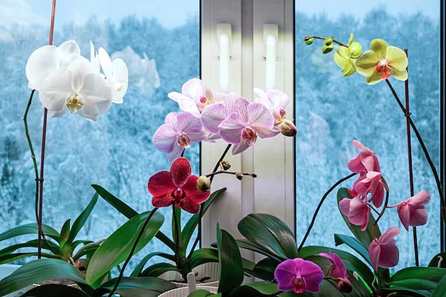 Лучшие сорта орхидей для выращивания в квартире