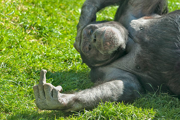 istockphoto 155376086 612x612