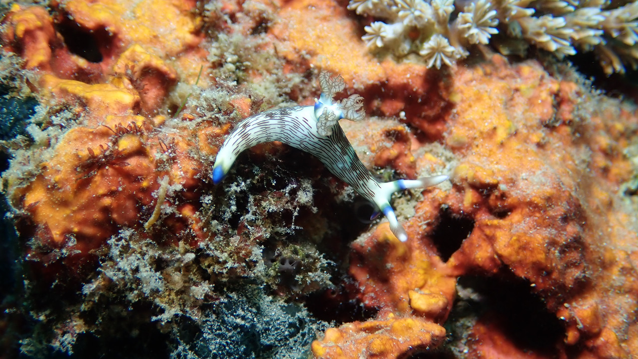 CAFFDEE4-E46B-426C-8B3E-2B15E4175E9E