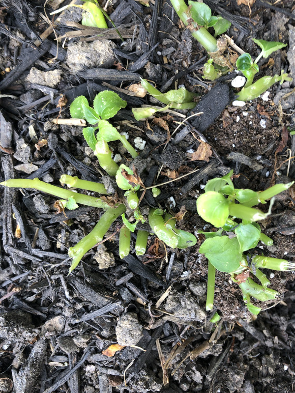 415F54CB-97F1-4A83-9214-45D52F03368A