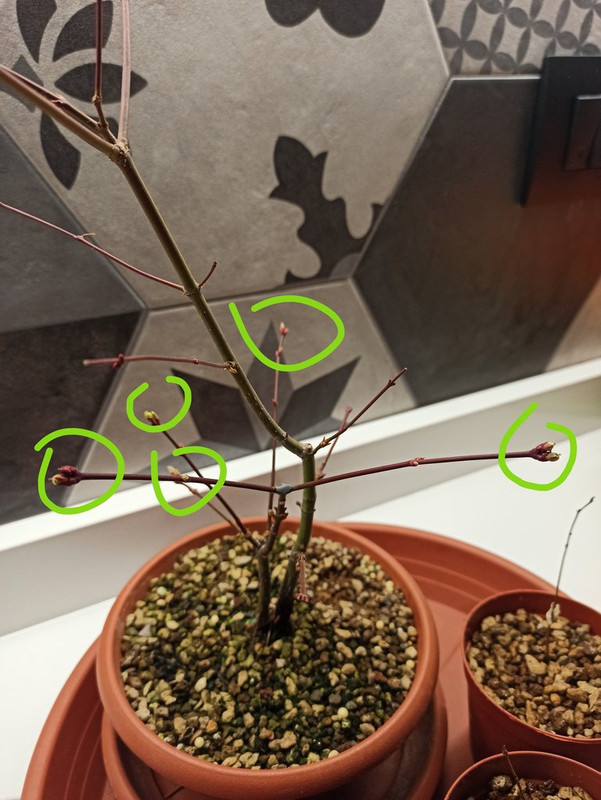 Primavera anticipiata: cosa fare? IMG-20210207-174218