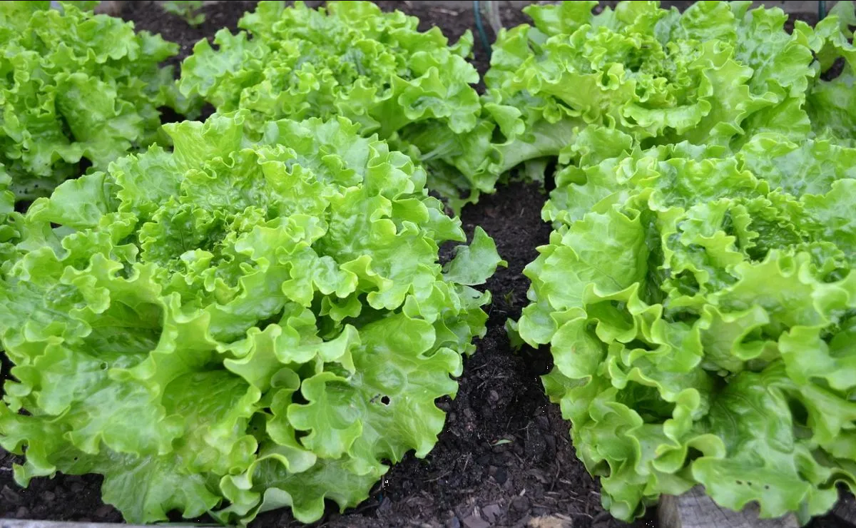 ¿Cómo hacer un huerto de lechuga en casa? Esta es la manera sencilla