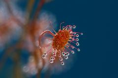 Drosera2