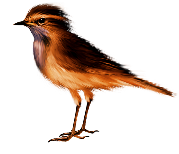 TADD_elements_ShimmerFall (71)