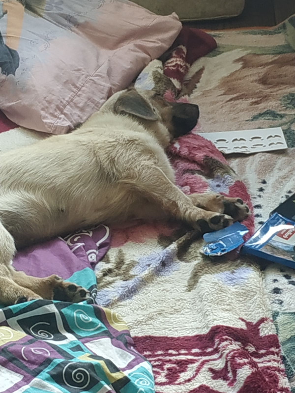 симка дома1