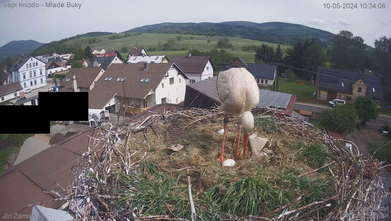 Tiešraides kamera — Mladé Buky — stārķa ligzda 12-59-16 screenshot