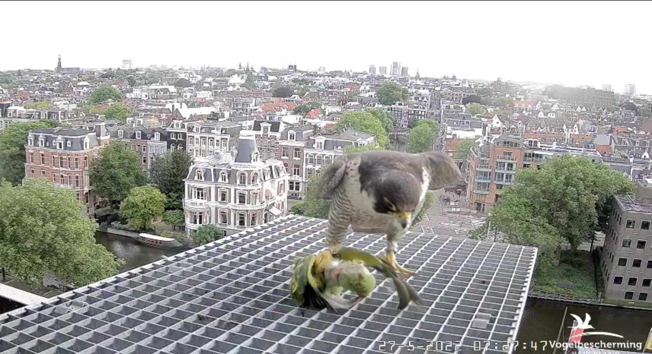 Amsterdam/Rijksmuseum screenshots © Beleef de Lente/Vogelbescherming Nederland - Pagina 9 Video-2022-05-27-072929-Moment-4