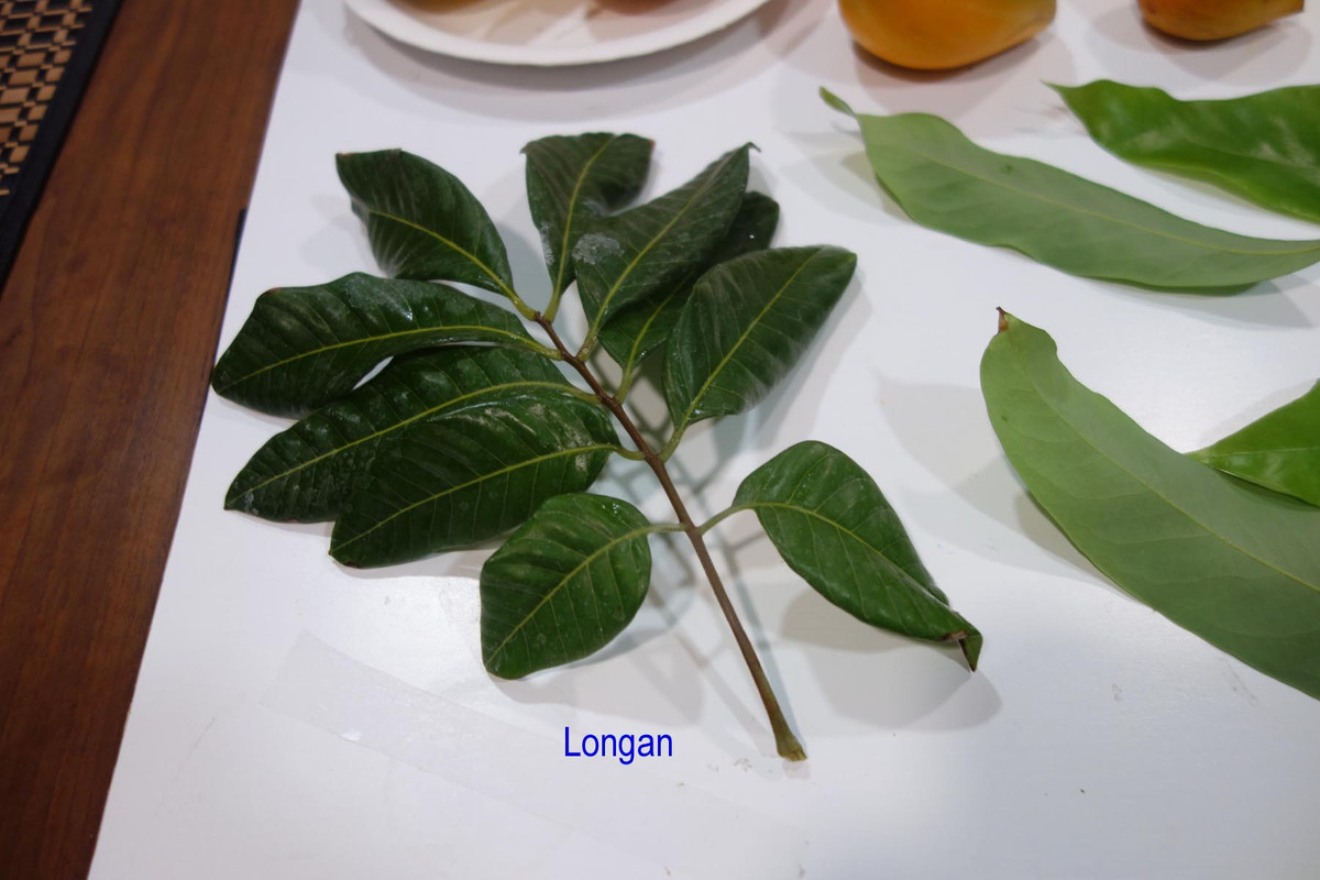 Longan-vs-Lychee-Leaves-p4