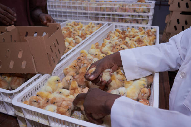 ISA Brown day-old layer chicks vaccinated price Kenya