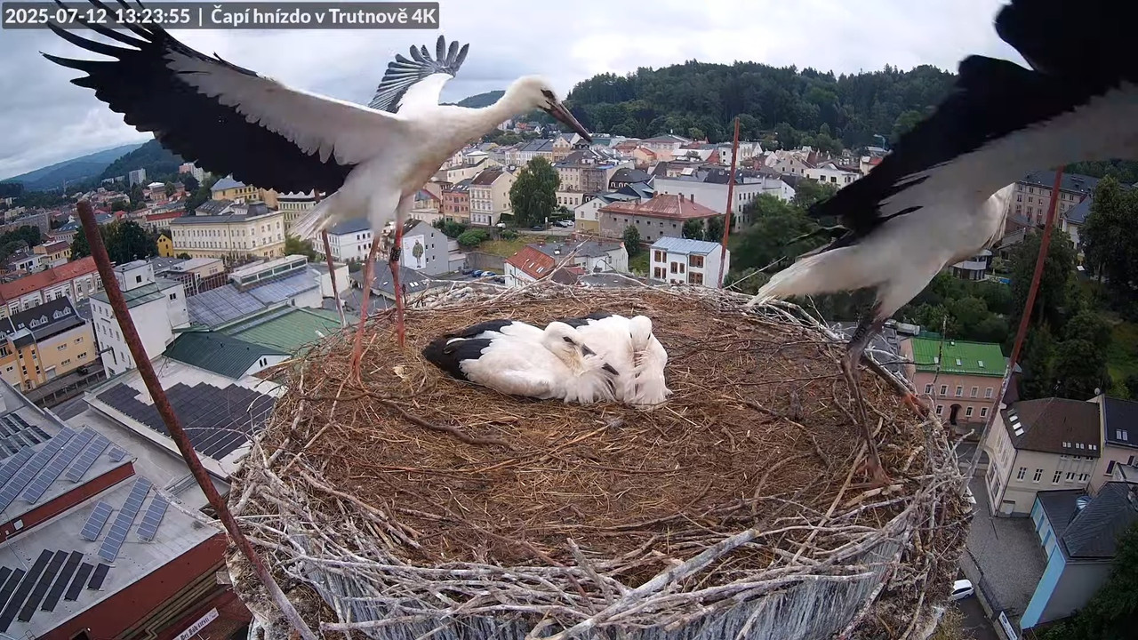 Tiešraide no stārķa ligzdas uz alus darītavas skursteņa Trutnovā 14-32-11 screenshot