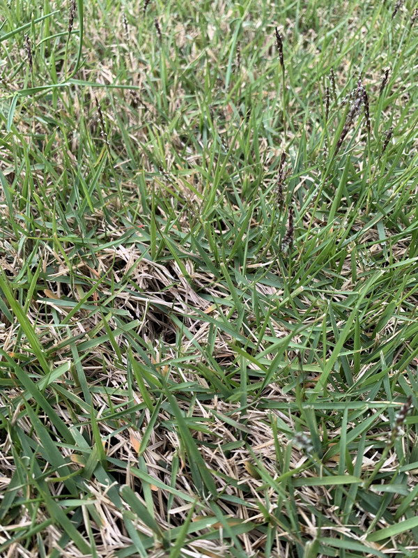 grass identification | Lawn Care Forum