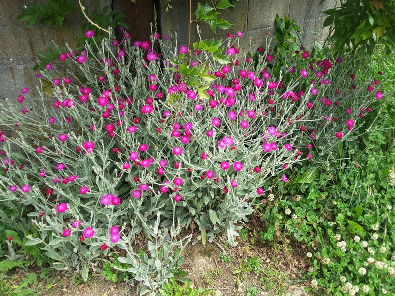 IMG-20170521-WA0019
