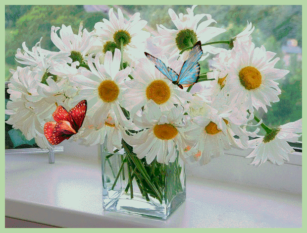 imageedit-7-7373257083.gif