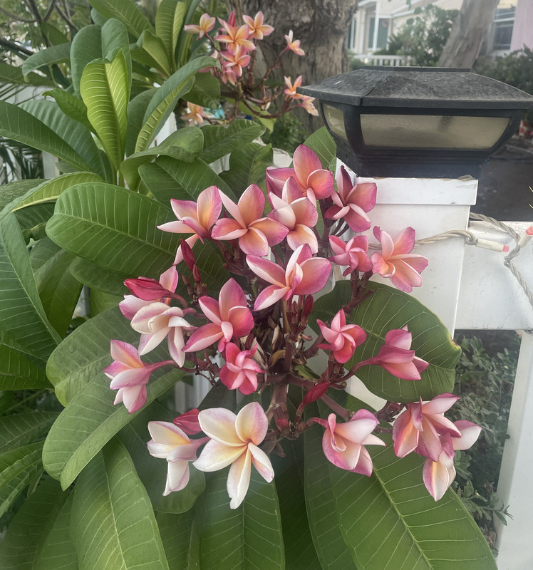 7627372A-7367-47C8-B34C-C2478BA7EABC_1_201_a